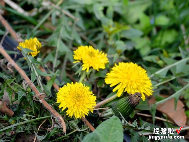 老爷爷教我炒蒲公英茶，没苦涩味，茶香自然，适合火大脾气急的人