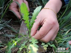 老爷爷教我炒蒲公英茶，没苦涩味，茶香自然，适合火大脾气急的人