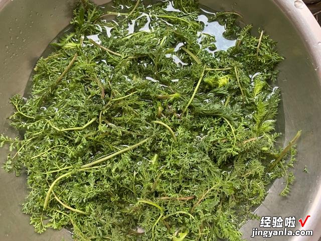 春天常见的播娘蒿，分享3种营养做法，清香可口，凉拌调馅都好吃