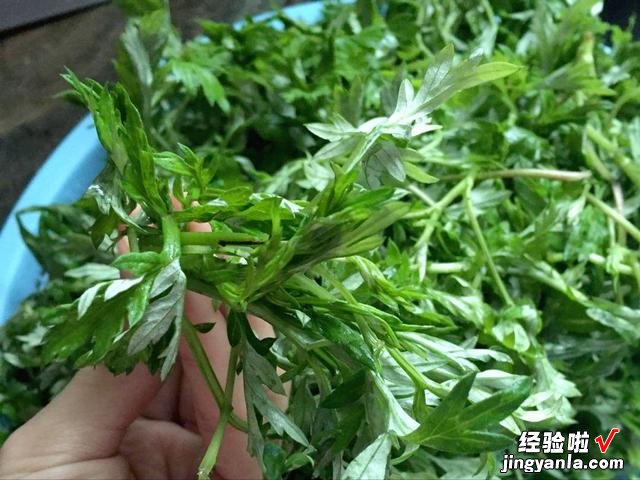 清明必吃的艾草青团，软糯清香，放三天也不硬，附带艾草保存方法