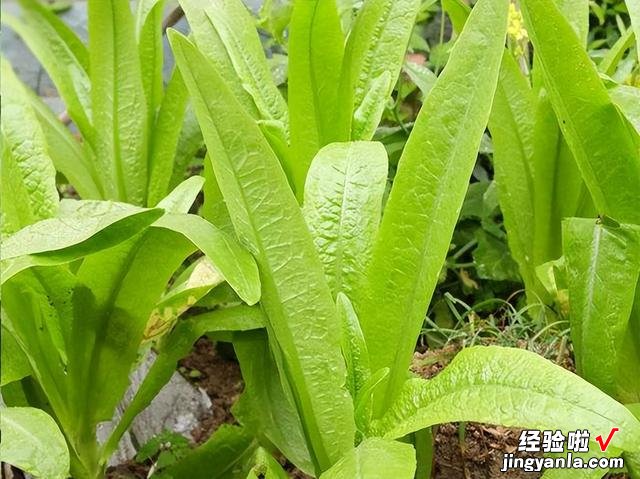 进入4月，温度开始回升，菜园种上这6种青菜，长势快，鲜美又营养