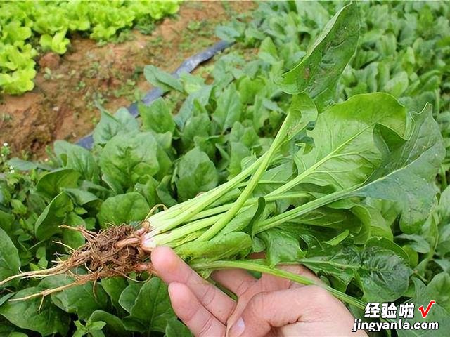 进入4月，温度开始回升，菜园种上这6种青菜，长势快，鲜美又营养