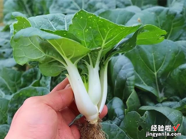 进入4月，温度开始回升，菜园种上这6种青菜，长势快，鲜美又营养