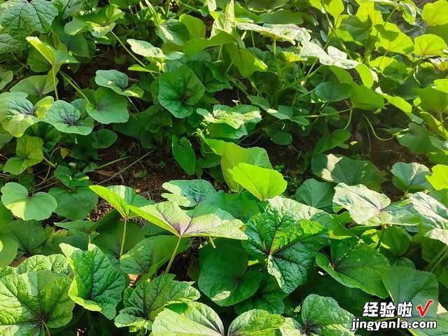 进入4月，温度开始回升，菜园种上这8种蔬菜，产量高，营养又美味