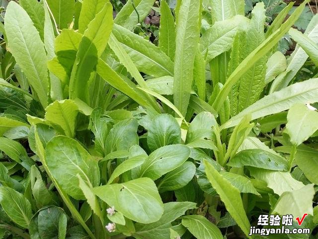 进入4月，温度开始回升，菜园种上这8种蔬菜，产量高，营养又美味