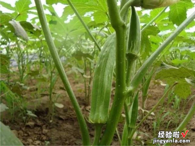 进入4月，温度开始回升，菜园种上这8种蔬菜，产量高，营养又美味