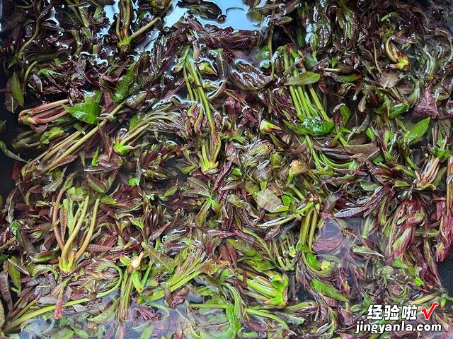 保存香椿别用盐腌,试试农家土办法,冬天炒鸡蛋真香,放一年不坏