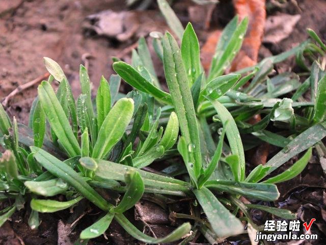 保存香椿别用盐腌,试试农家土办法,冬天炒鸡蛋真香,放一年不坏