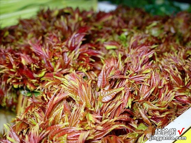 保存香椿别用盐腌,试试农家土办法,冬天炒鸡蛋真香,放一年不坏