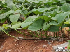 农村的红薯叶子，吃了有什么好处？教你3种营养做法，拿肉都不换