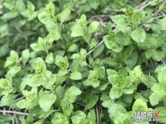 农村有哪些适合保存的野菜？试试这3种，鲜香美味，冬天炖肉很香