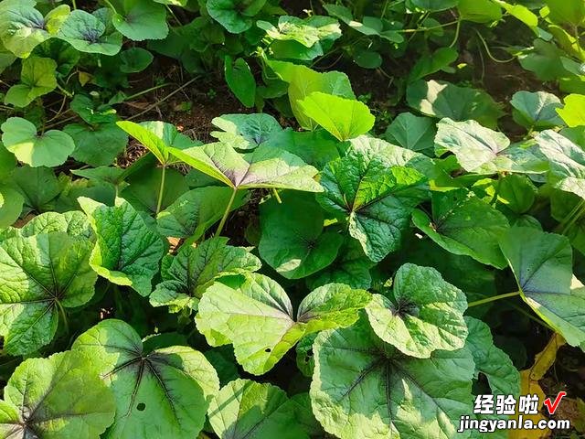谷雨前后,种瓜点豆,菜园种上这6种青菜,长势迅速,营养又鲜美