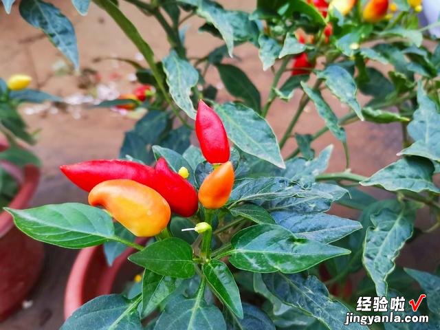 谷雨前后,种瓜点豆,菜园种上这6种青菜,长势迅速,营养又鲜美