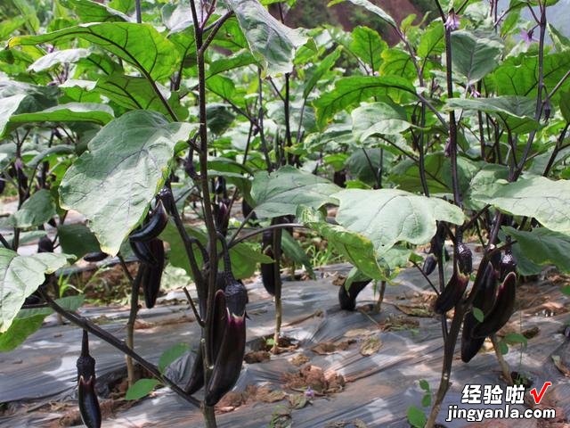 谷雨前后,种瓜点豆,菜园种上这6种青菜,长势迅速,营养又鲜美
