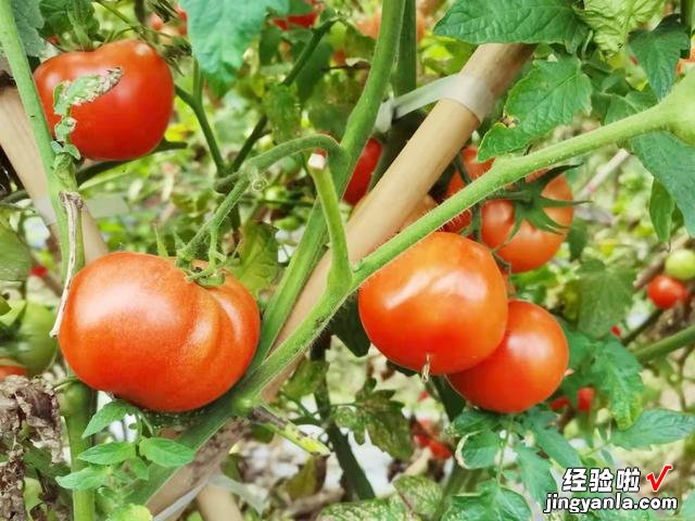 谷雨前后,种瓜点豆,菜园种上这6种青菜,长势迅速,营养又鲜美