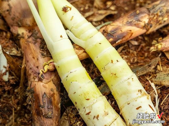 谷雨时节吃什么？不容错过这道“春宝”菜，鲜嫩清香，美味又爽口