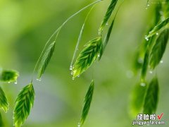 谷雨时节吃什么？不容错过这道“春宝”菜，鲜嫩清香，美味又爽口