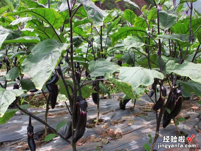 谷雨将至，提前备好5种食材，预防“湿邪”侵袭伤身，身体更健康