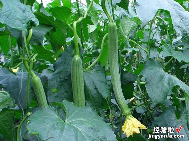 5月到了，温度开始回升，菜园快种上6样青菜，长势快，鲜美又营养