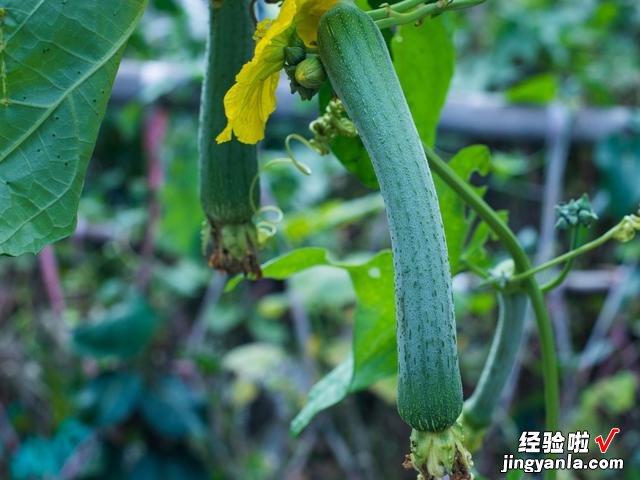 5月到了，温度开始回升，菜园快种上6样青菜，长势快，鲜美又营养