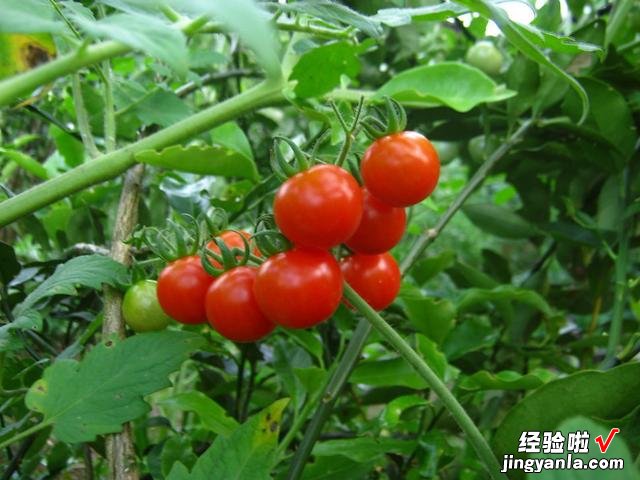 5月到了，温度开始回升，菜园快种上6样青菜，长势快，鲜美又营养