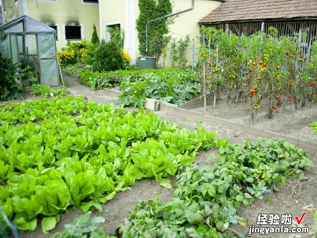 5月到了，温度开始回升，菜园快种上6样青菜，长势快，鲜美又营养