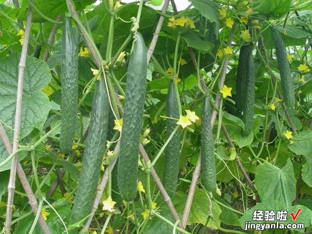 5月到了，温度开始回升，菜园快种上6样青菜，长势快，鲜美又营养