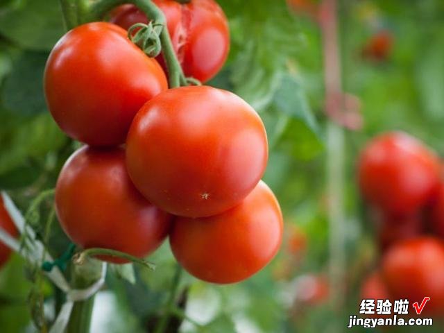 5月到了，温度开始回升，菜园快种上6样青菜，长势快，鲜美又营养