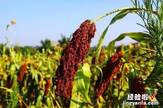 老祖宗提醒:4个酒桌“识人术”,字字都是真言,早知道不吃亏