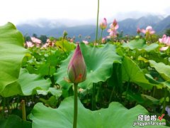 5月宁可不吃肉，也要吃这4种“冠军”蔬菜，鲜嫩正当时，季节性强