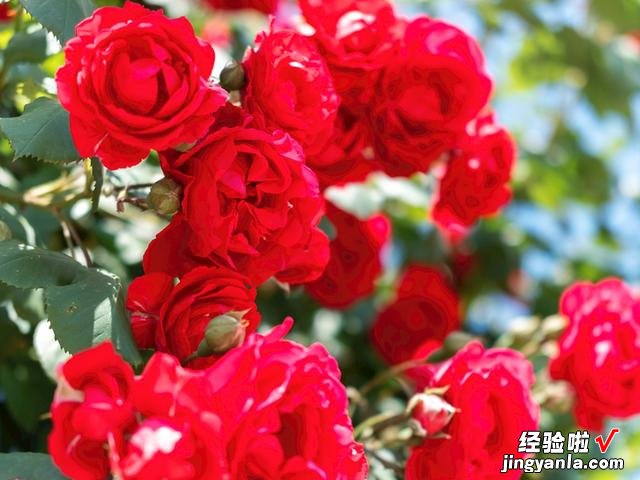 今天520,给老婆做这6道菜肴,营养高滋味好,比买玫瑰花实惠多了
