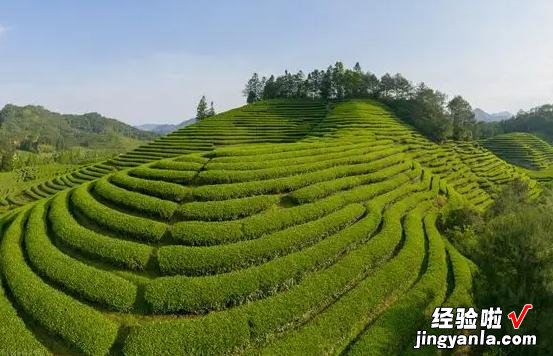 绿茶放了10年还能喝吗?绿茶的最佳饮用期,到底是多长时间?