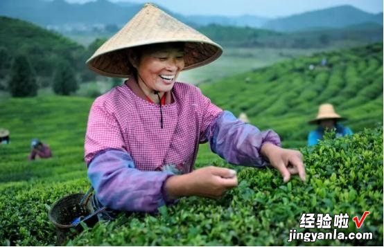 绿茶放了10年还能喝吗?绿茶的最佳饮用期,到底是多长时间?
