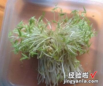 怎样自己发绿豆芽