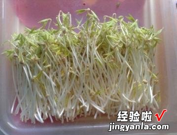 怎样自己发绿豆芽