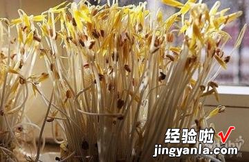 麻香豆芽掐菜