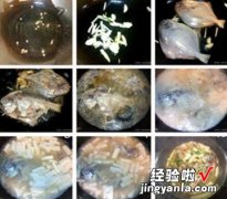 鲳鱼豆腐煲